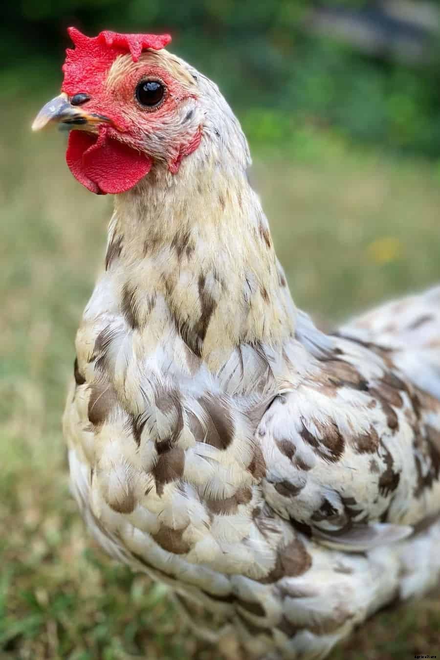Isbar Chicken: Appearance, Temperament, Eggs and Raising Tips