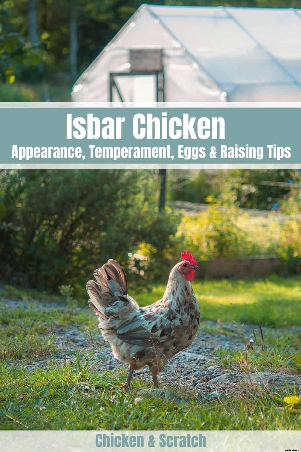 Isbar Chicken: Appearance, Temperament, Eggs and Raising Tips
