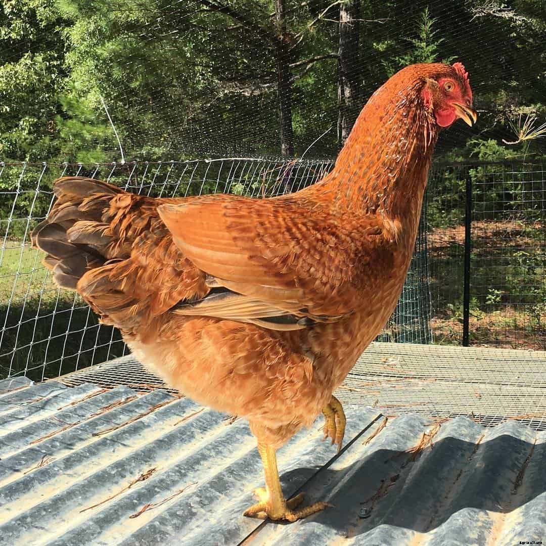 Rhodebar Chicken: Appearance, Temperament, Eggs and Raising Tips