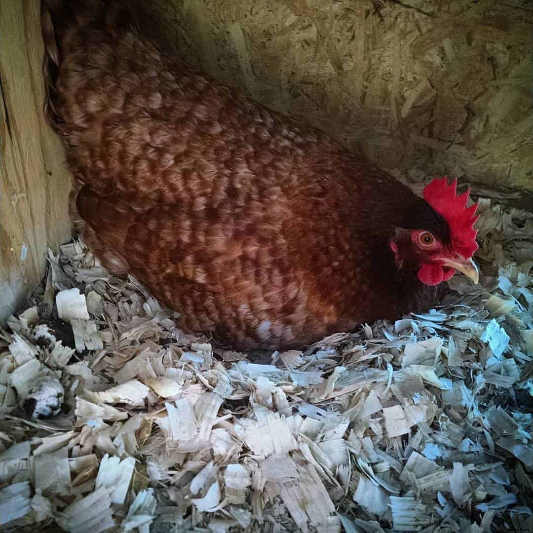 Rhodebar Chicken: Appearance, Temperament, Eggs and Raising Tips