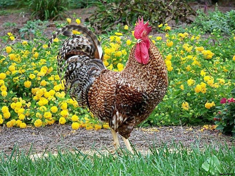 Rhodebar Chicken: Appearance, Temperament, Eggs and Raising Tips