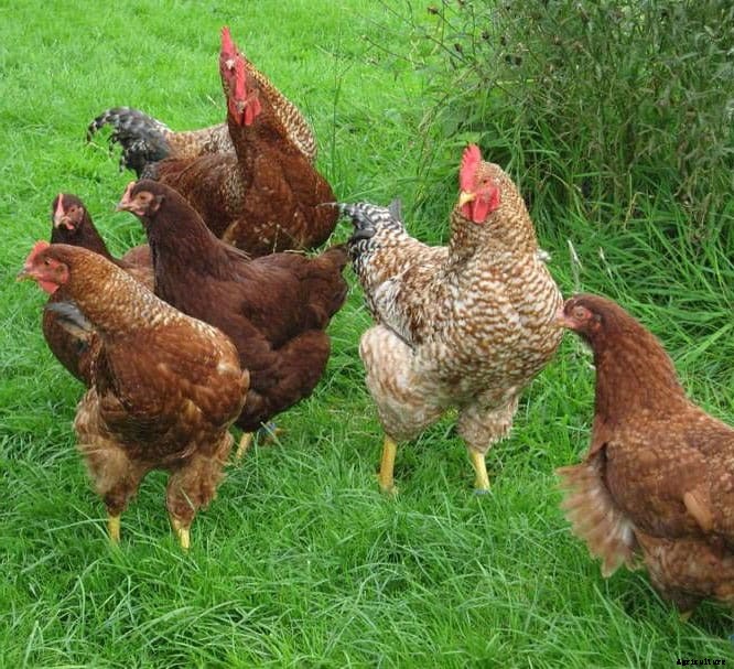 Rhodebar Chicken: Appearance, Temperament, Eggs and Raising Tips