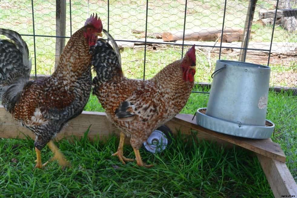 Rhodebar Chicken: Appearance, Temperament, Eggs and Raising Tips