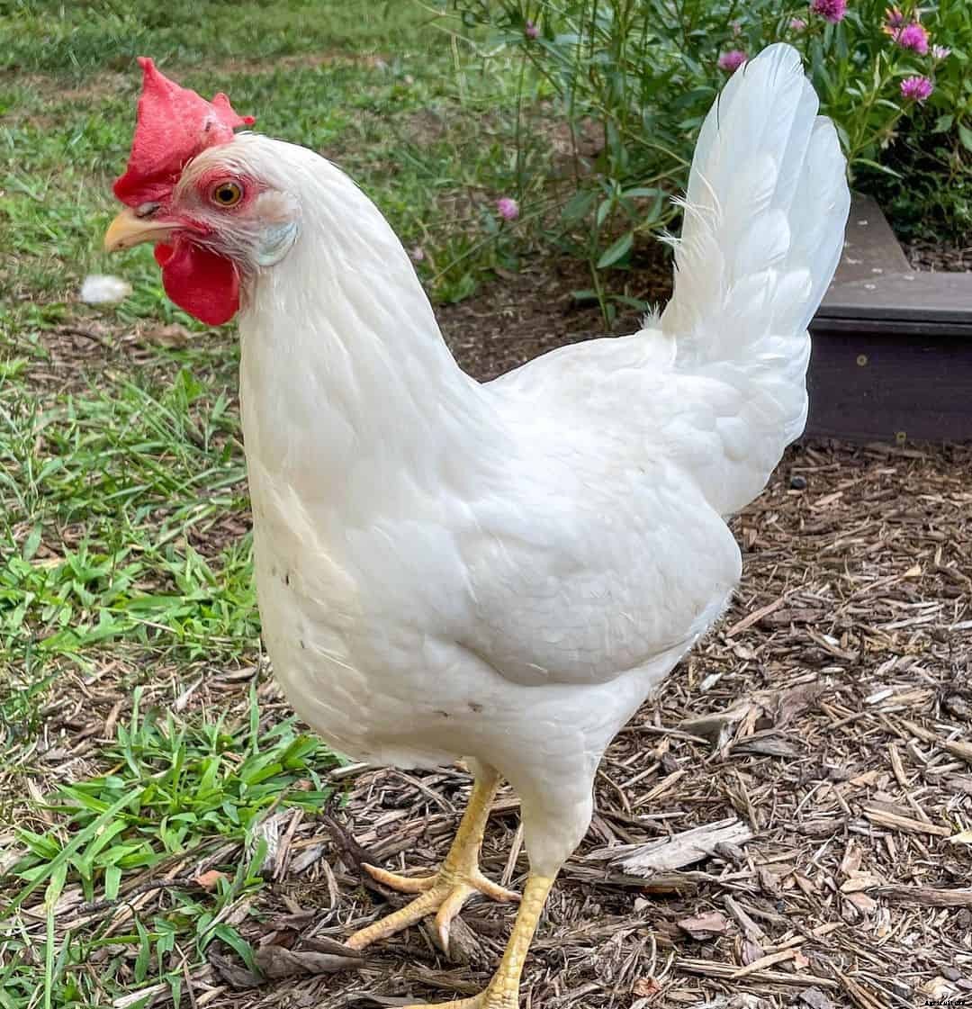 7 Best Free-Range Chicken Breeds (Appearance, Temperament, Eggs, Qualities)
