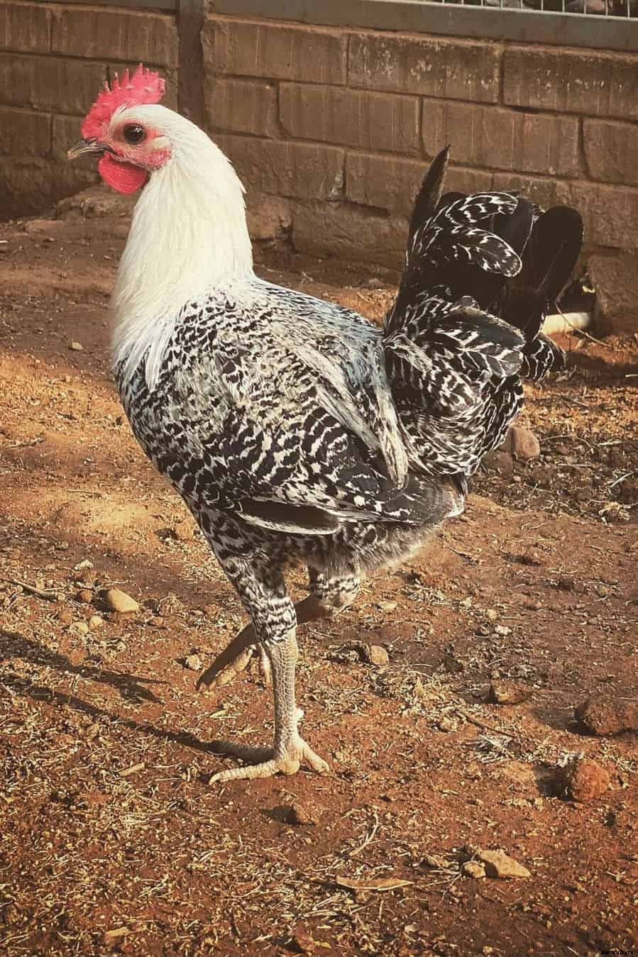 7 Best Free-Range Chicken Breeds (Appearance, Temperament, Eggs, Qualities)