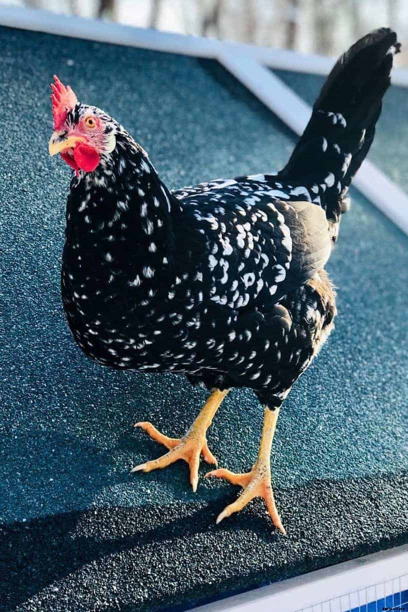 7 Best Free-Range Chicken Breeds (Appearance, Temperament, Eggs, Qualities)