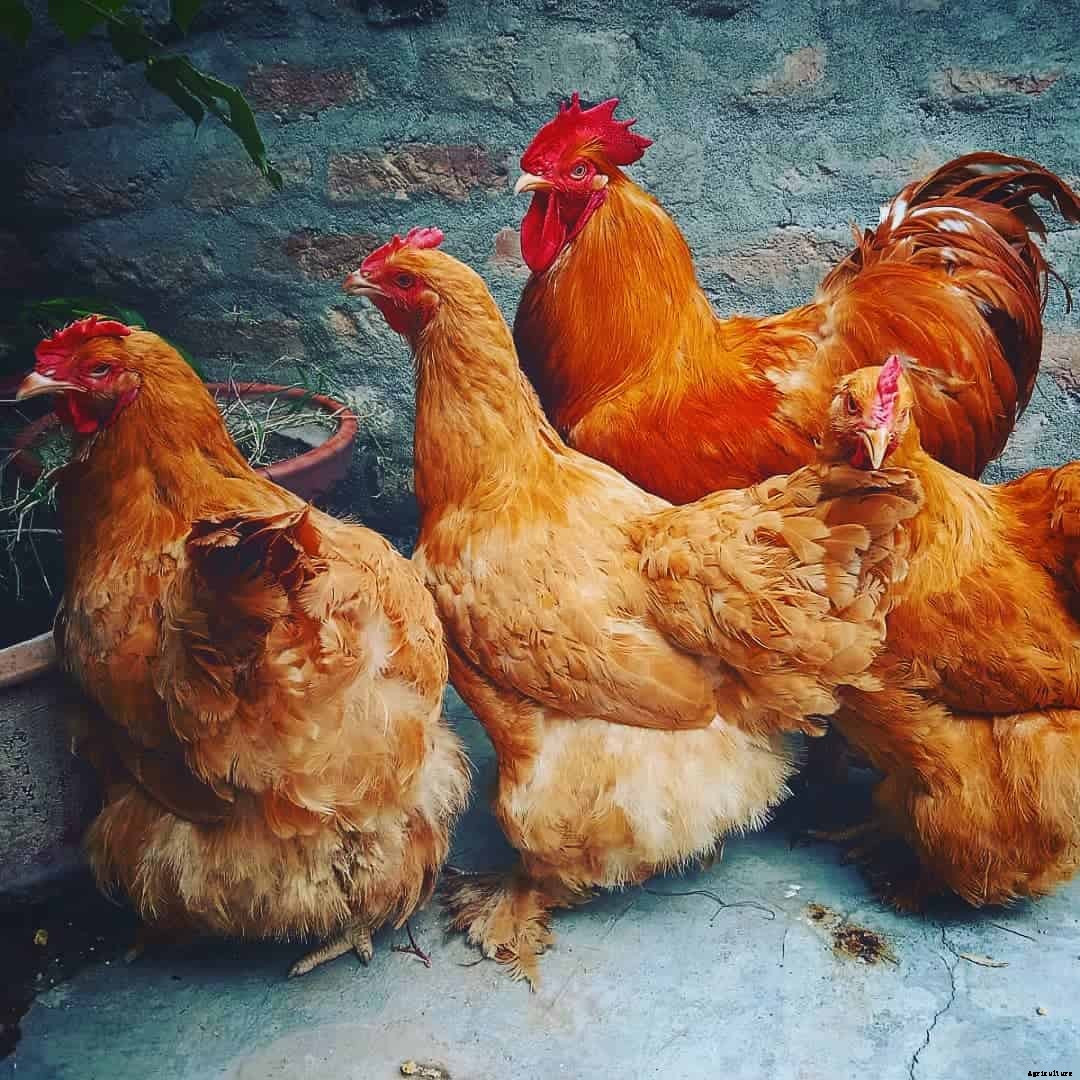 7 Best Free-Range Chicken Breeds (Appearance, Temperament, Eggs, Qualities)