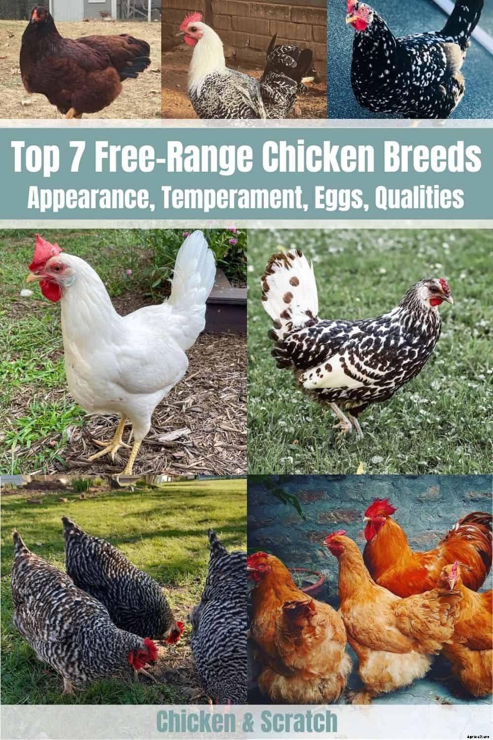 7 Best Free-Range Chicken Breeds (Appearance, Temperament, Eggs, Qualities)