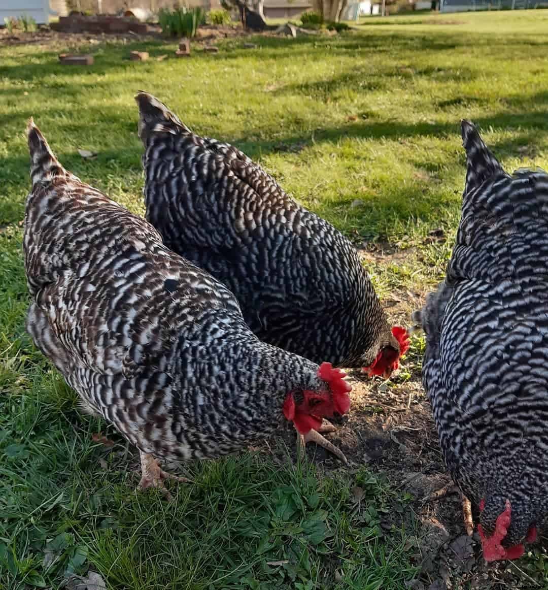 7 Best Free-Range Chicken Breeds (Appearance, Temperament, Eggs, Qualities)