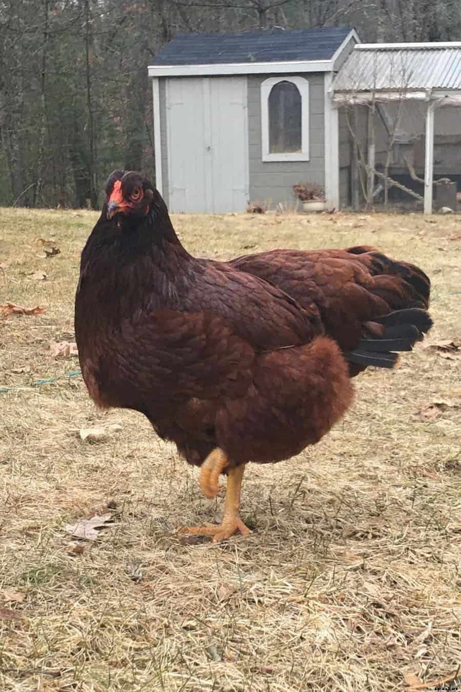 7 Best Free-Range Chicken Breeds (Appearance, Temperament, Eggs, Qualities)