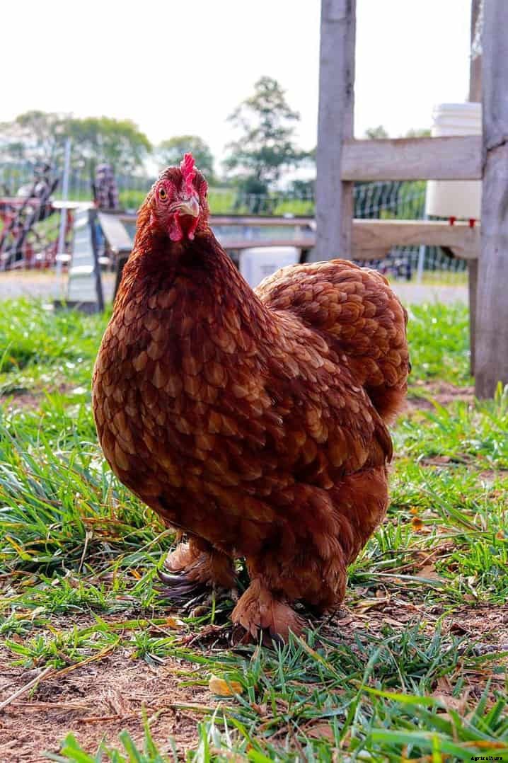 Top 10 Red Chicken Breeds (Appearance, Temperament, Eggs, Qualities)