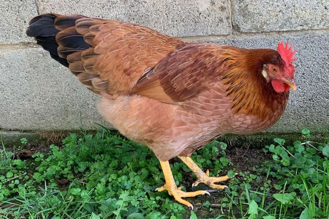 Top 10 Red Chicken Breeds (Appearance, Temperament, Eggs, Qualities)