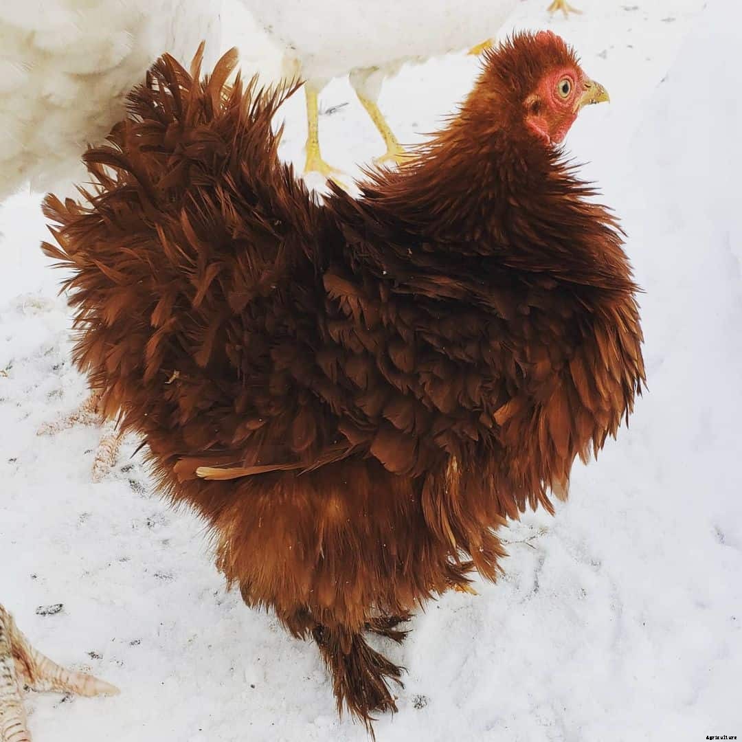 Top 10 Red Chicken Breeds (Appearance, Temperament, Eggs, Qualities)