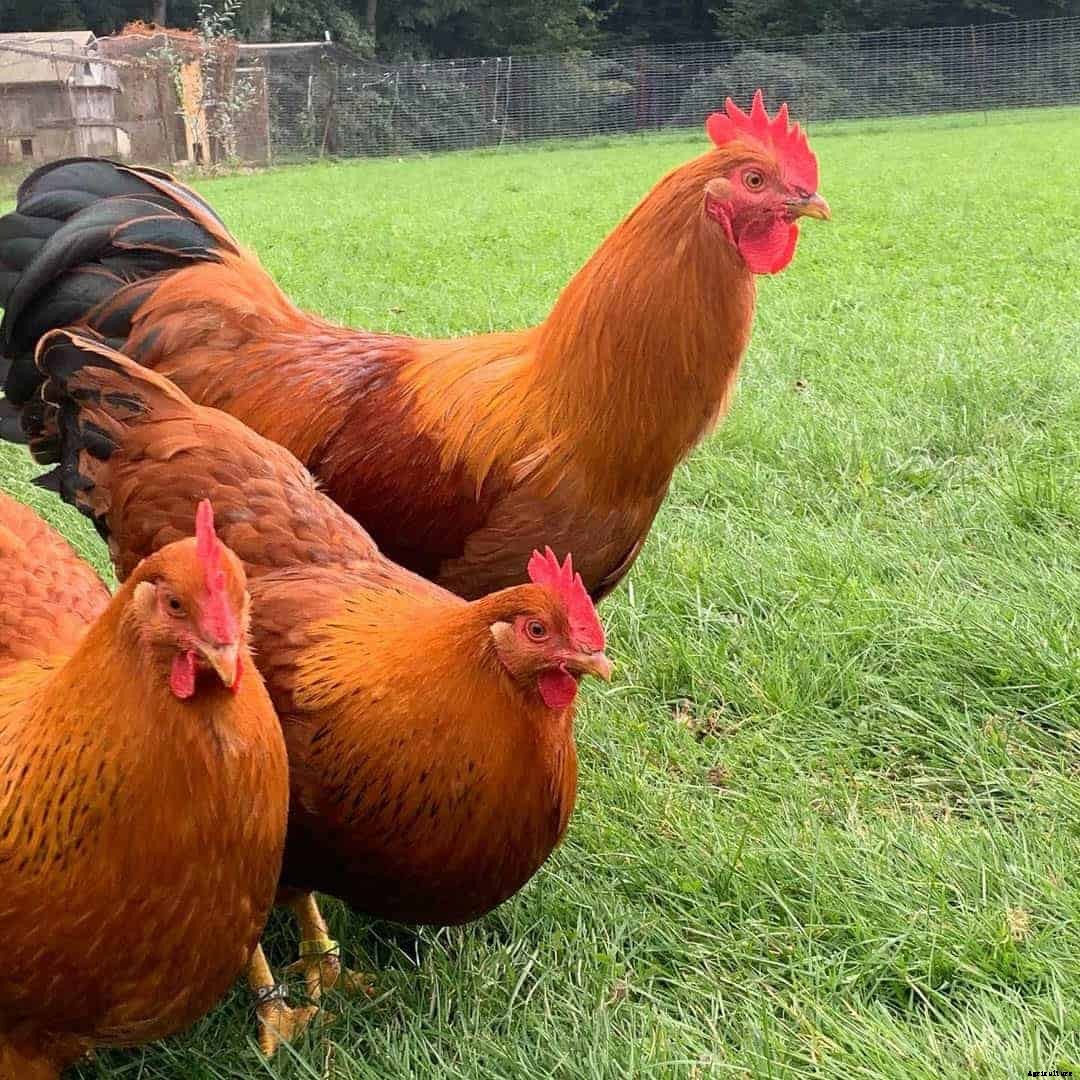 Top 10 Red Chicken Breeds (Appearance, Temperament, Eggs, Qualities)