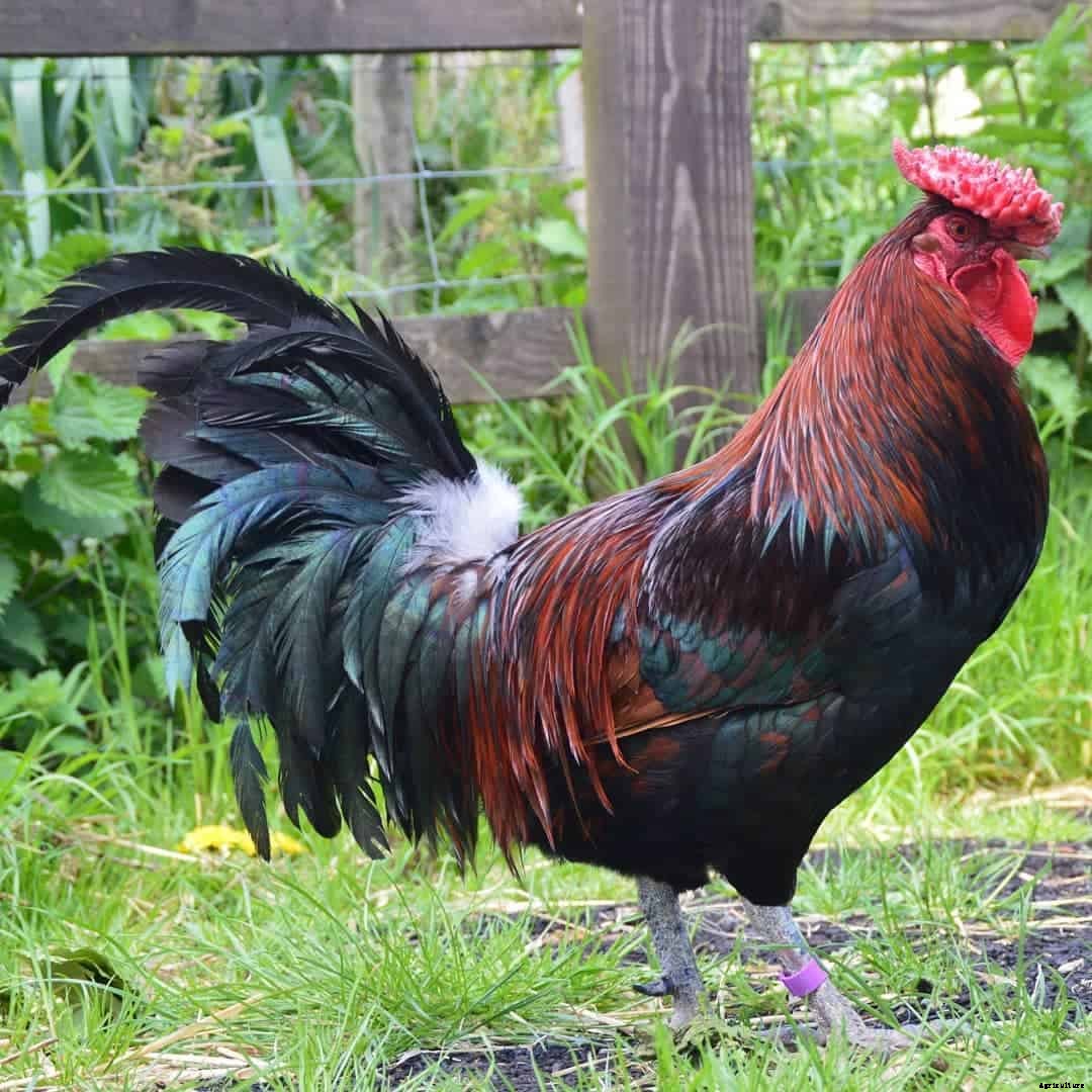 Top 10 Red Chicken Breeds (Appearance, Temperament, Eggs, Qualities)
