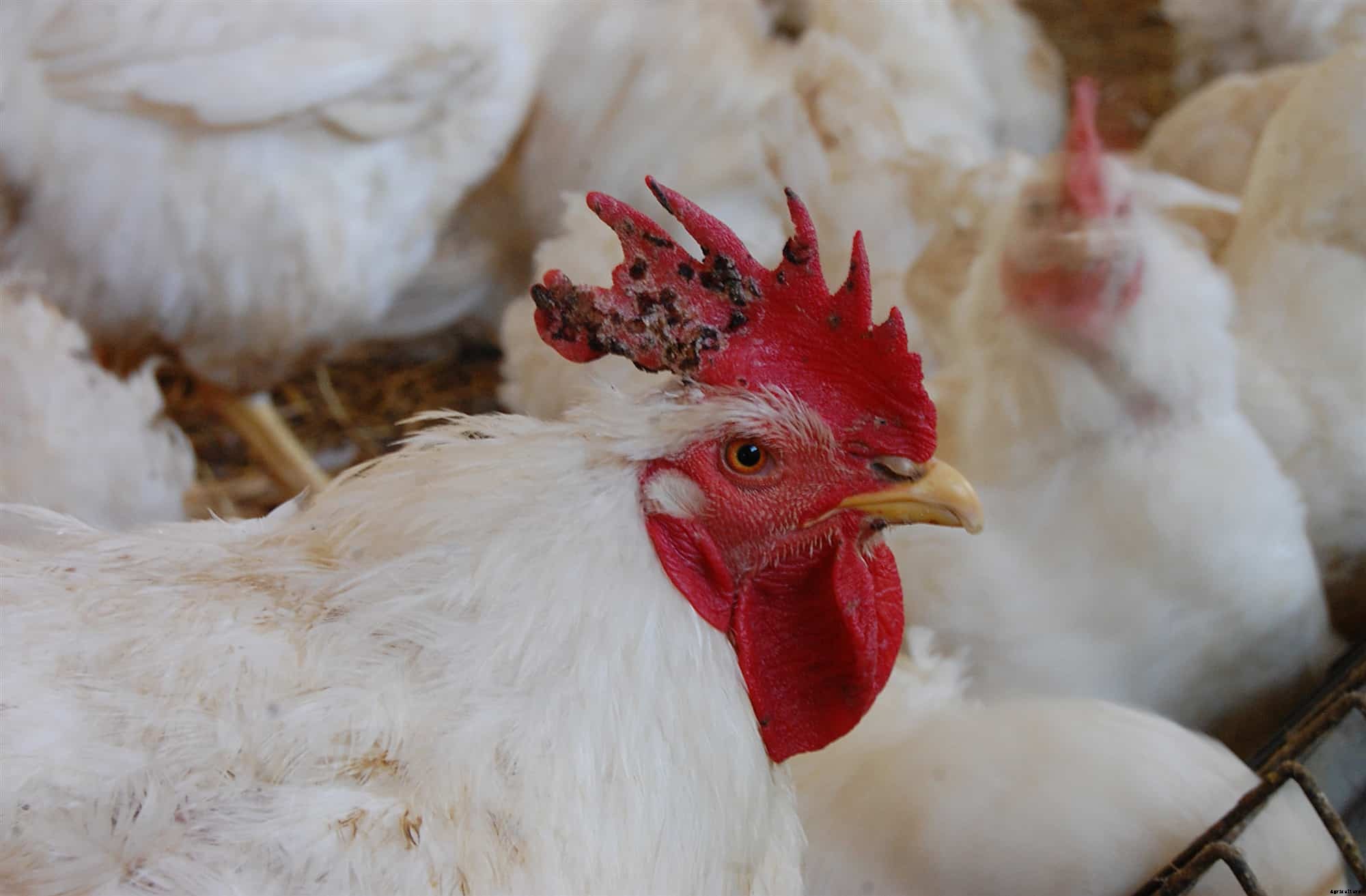 Chicken Respiratory Diseases: Causes, Symptoms, Treatment & Prevention