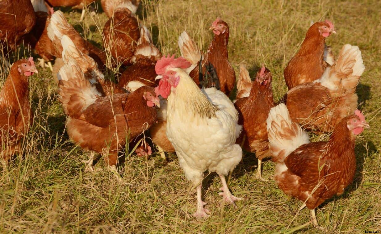 Chicken Respiratory Diseases: Causes, Symptoms, Treatment & Prevention