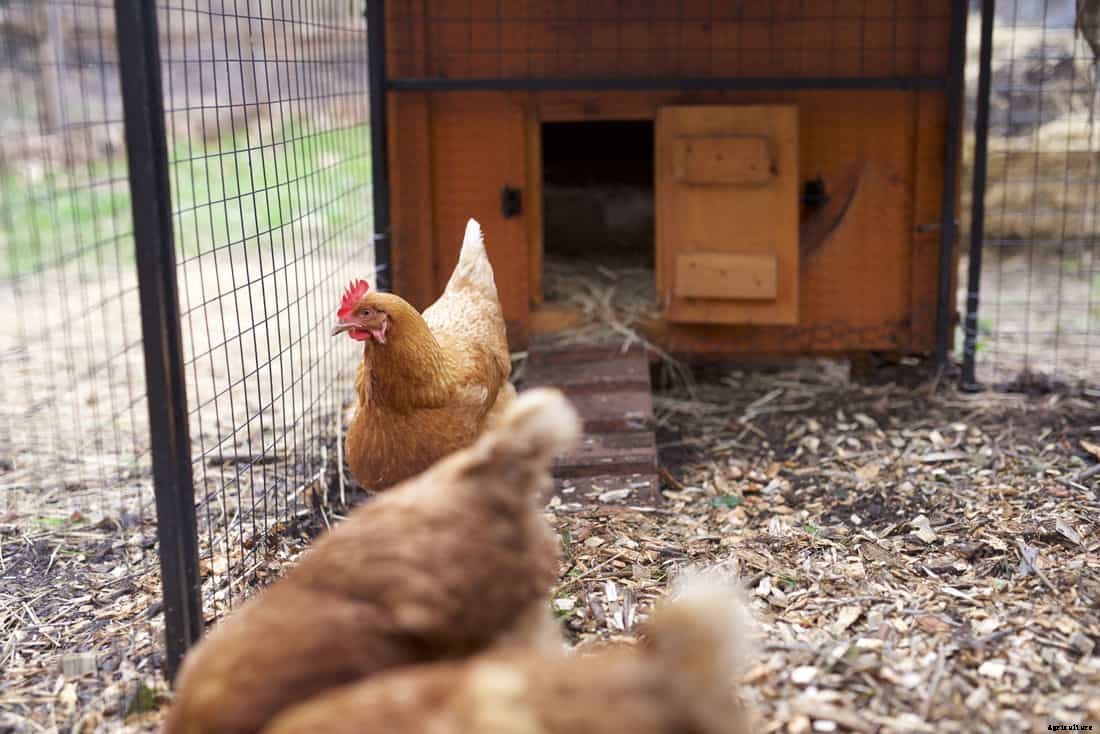 Chicken Respiratory Diseases: Causes, Symptoms, Treatment & Prevention