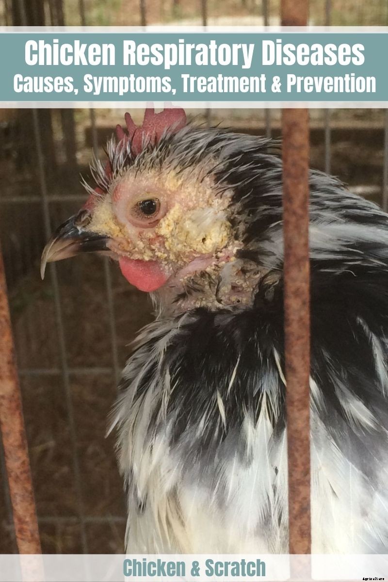 Chicken Respiratory Diseases: Causes, Symptoms, Treatment & Prevention