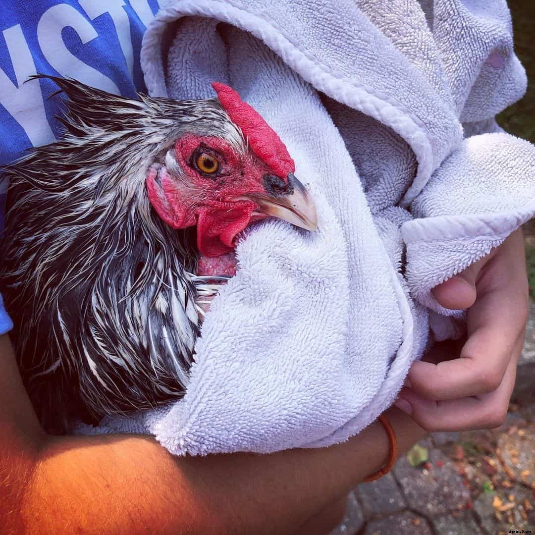 Marek’s Disease in Chickens: Identify, Causes, Treatment & Prevention