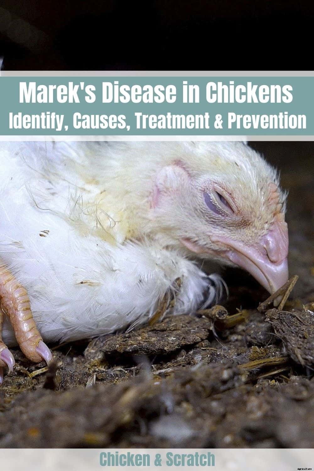 Marek’s Disease in Chickens: Identify, Causes, Treatment & Prevention