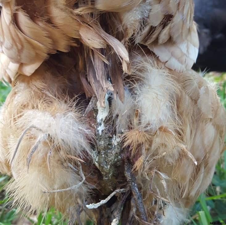 Vent Gleet in Chickens: Identify, Causes, Treatment & Prevention