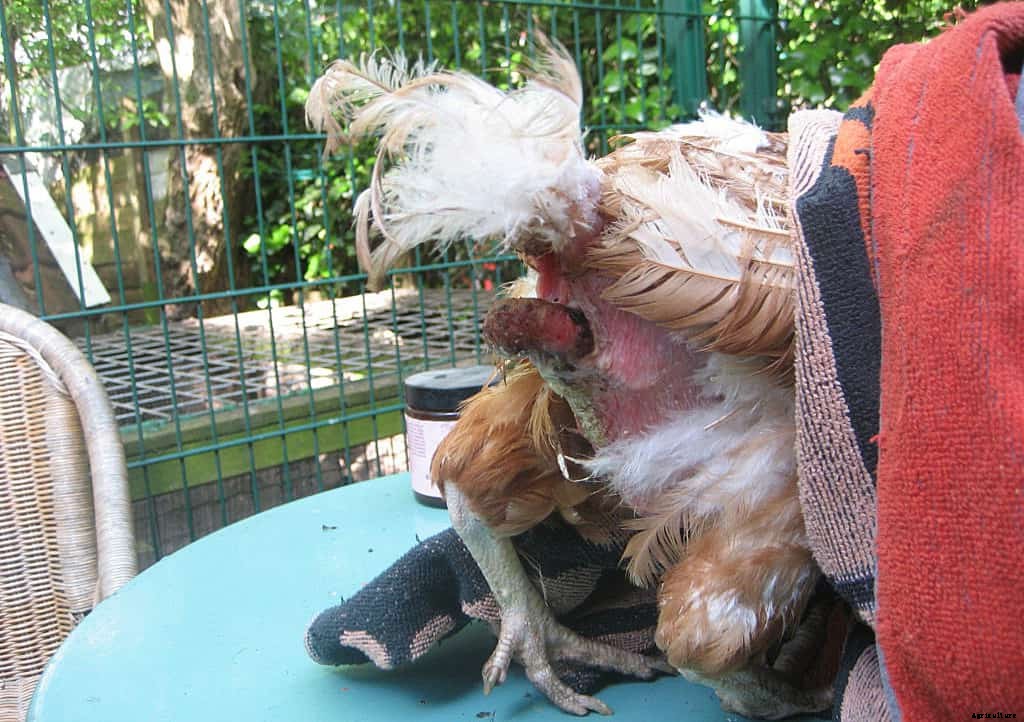 Vent Gleet in Chickens: Identify, Causes, Treatment & Prevention