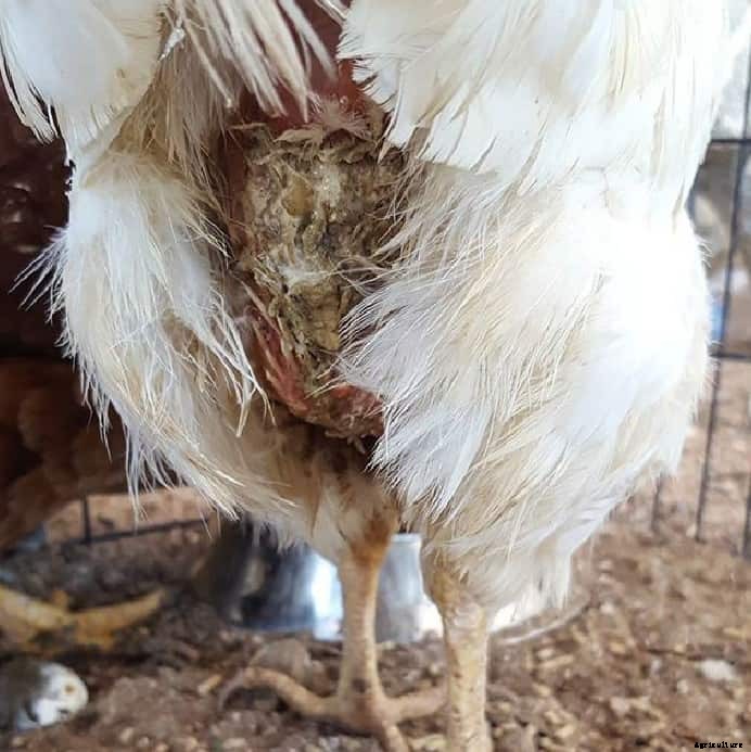 Vent Gleet in Chickens: Identify, Causes, Treatment & Prevention
