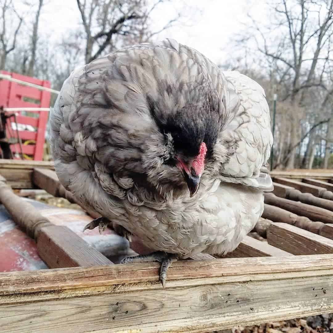 Wry Neck in Chicken: Identify, Causes, Treatment & Prevention