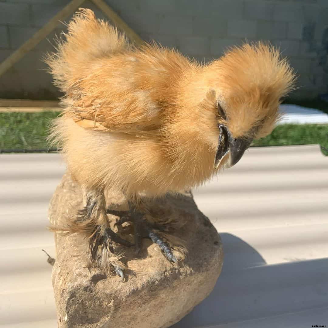 Wry Neck in Chicken: Identify, Causes, Treatment & Prevention