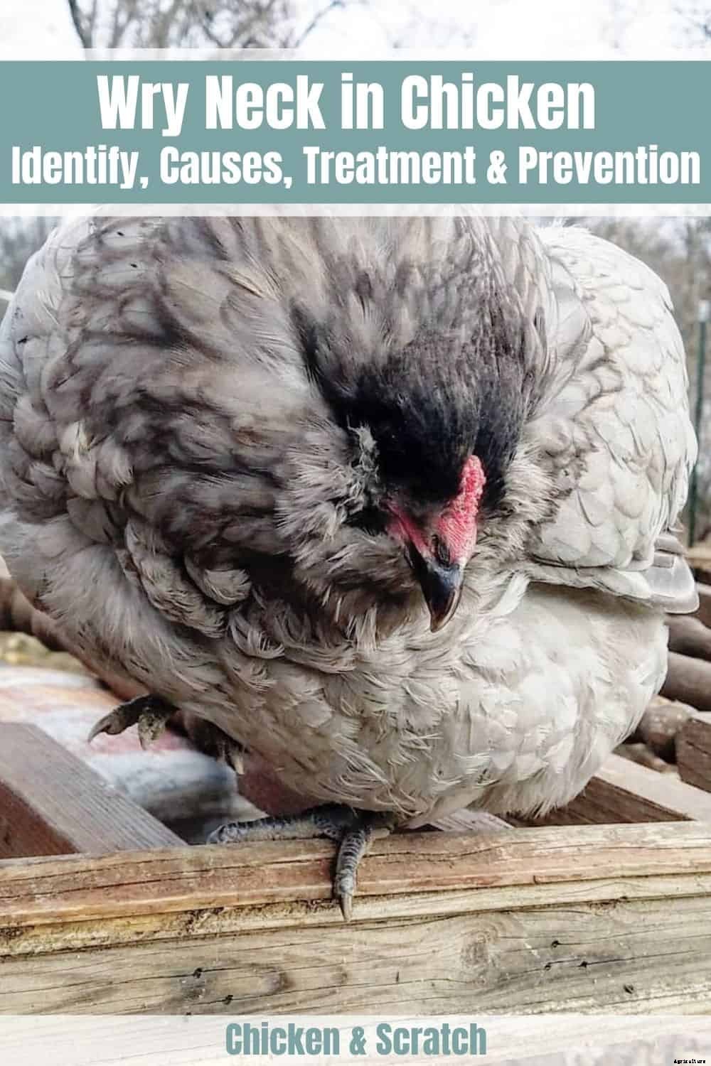 Wry Neck in Chicken: Identify, Causes, Treatment & Prevention
