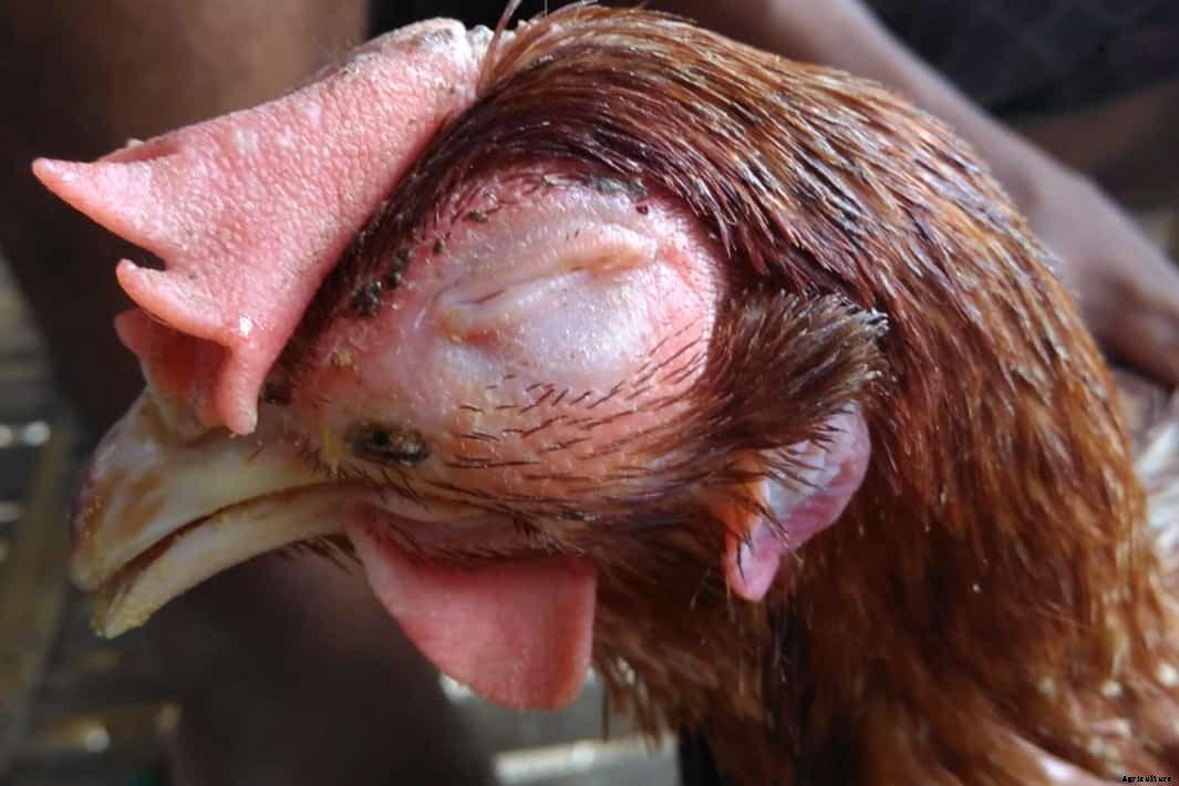Avian Influenza In Chickens: Identify, Causes, Treatment & Prevention