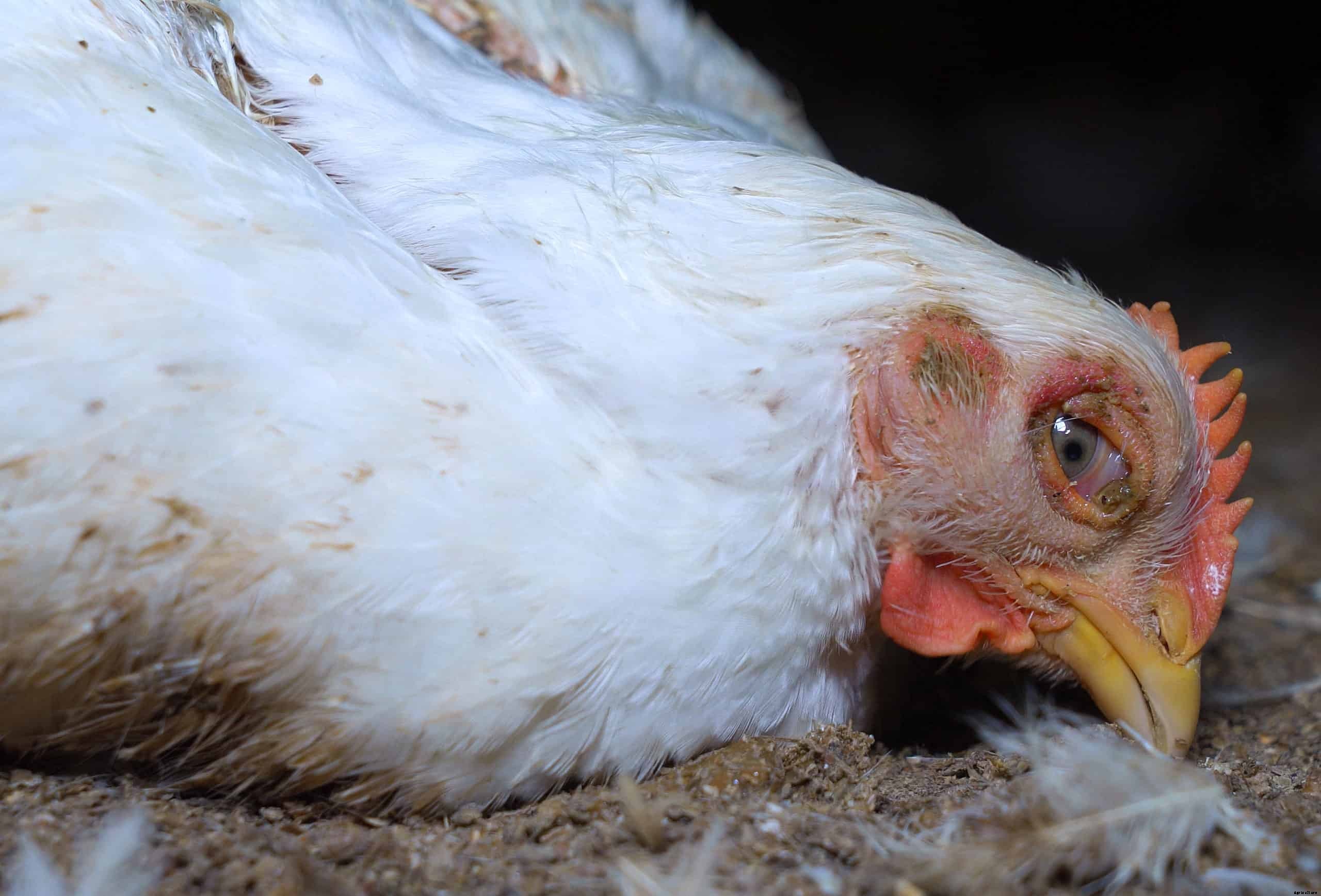 Avian Influenza In Chickens: Identify, Causes, Treatment & Prevention