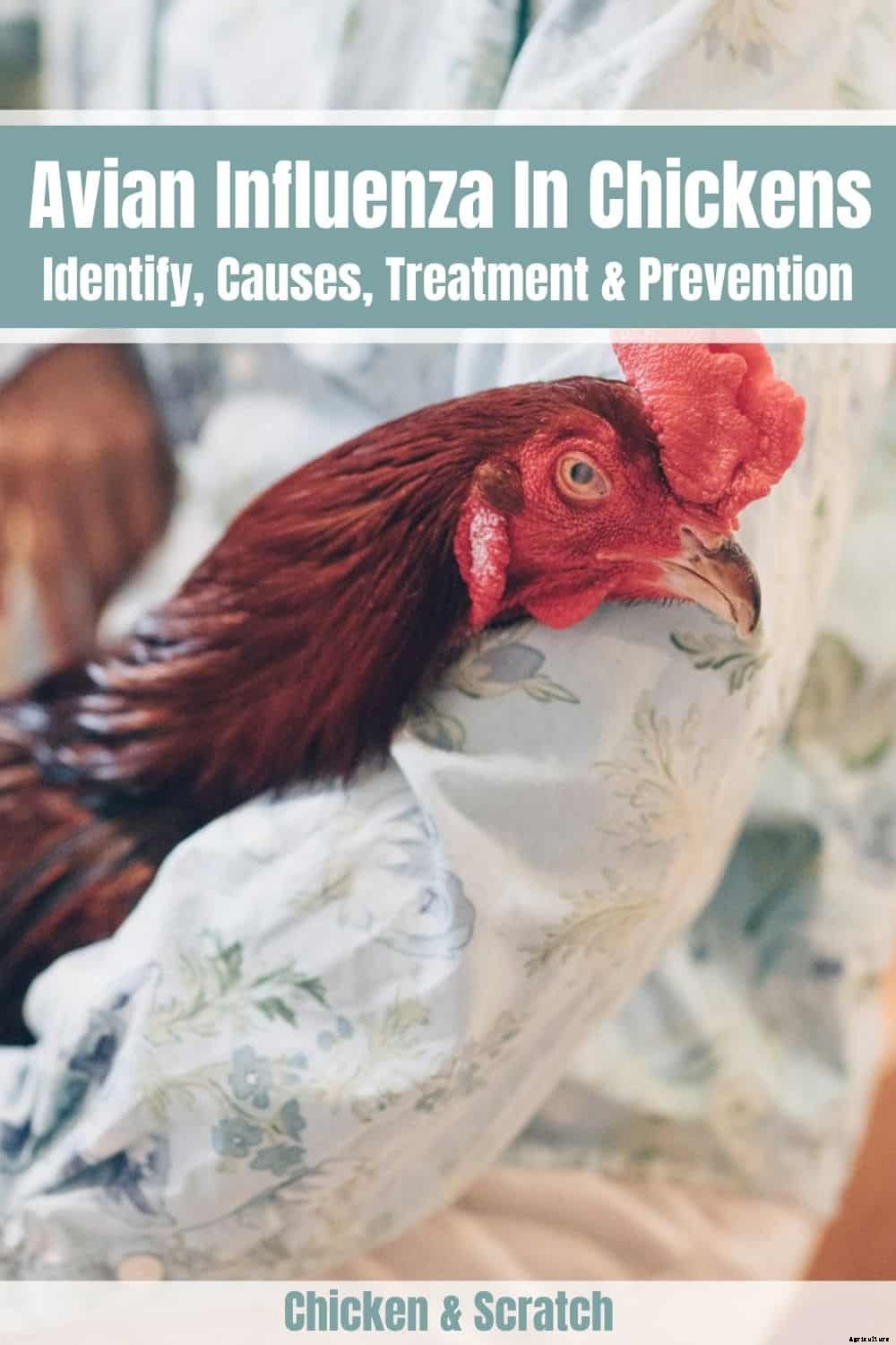 Avian Influenza In Chickens: Identify, Causes, Treatment & Prevention