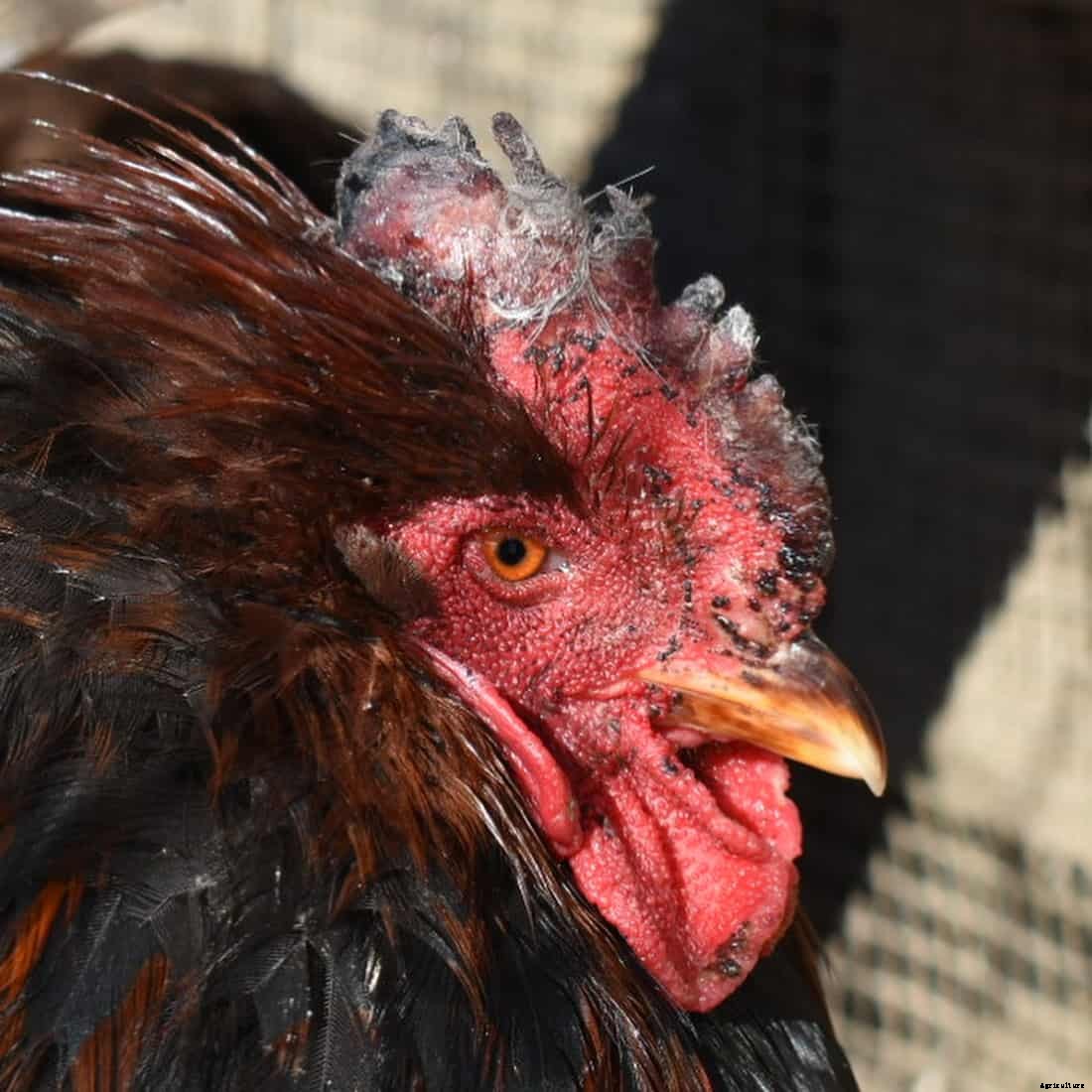 Chicken Frostbite: Identify, Causes, Treatment & Prevention