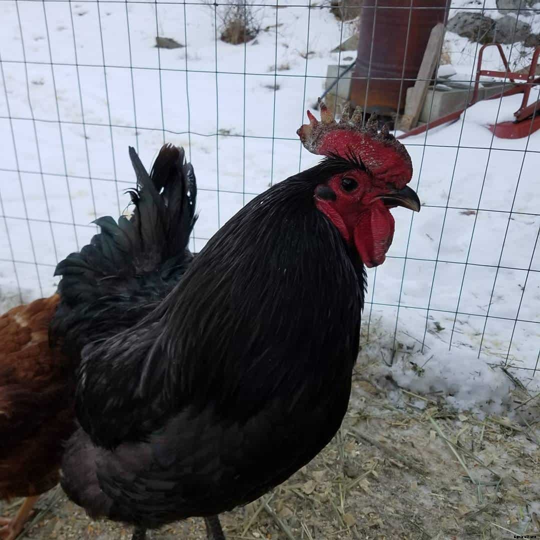 Chicken Frostbite: Identify, Causes, Treatment & Prevention