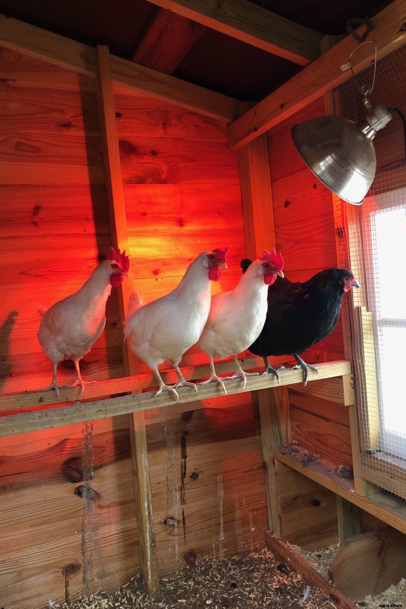 Chicken Frostbite: Identify, Causes, Treatment & Prevention