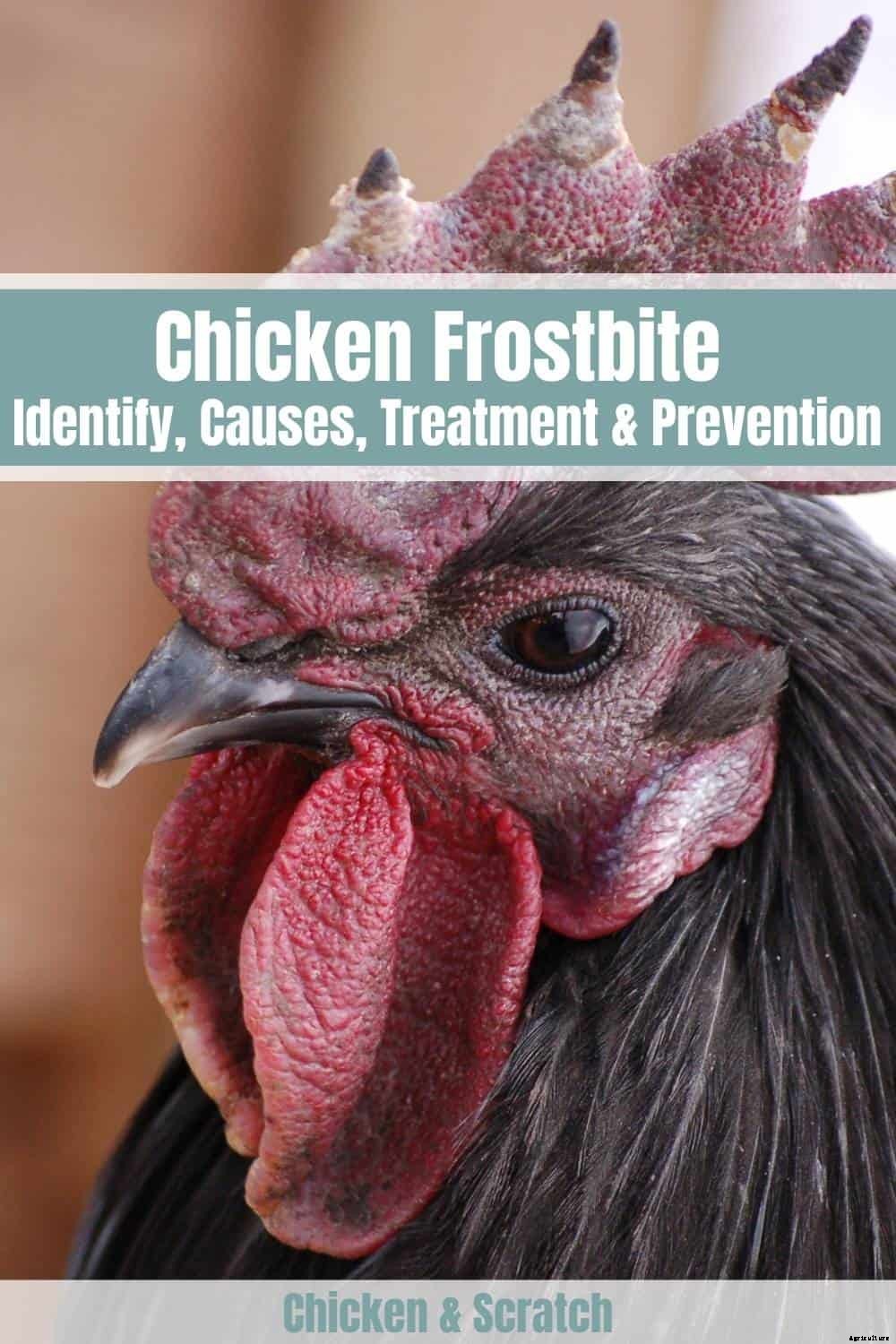 Chicken Frostbite: Identify, Causes, Treatment & Prevention