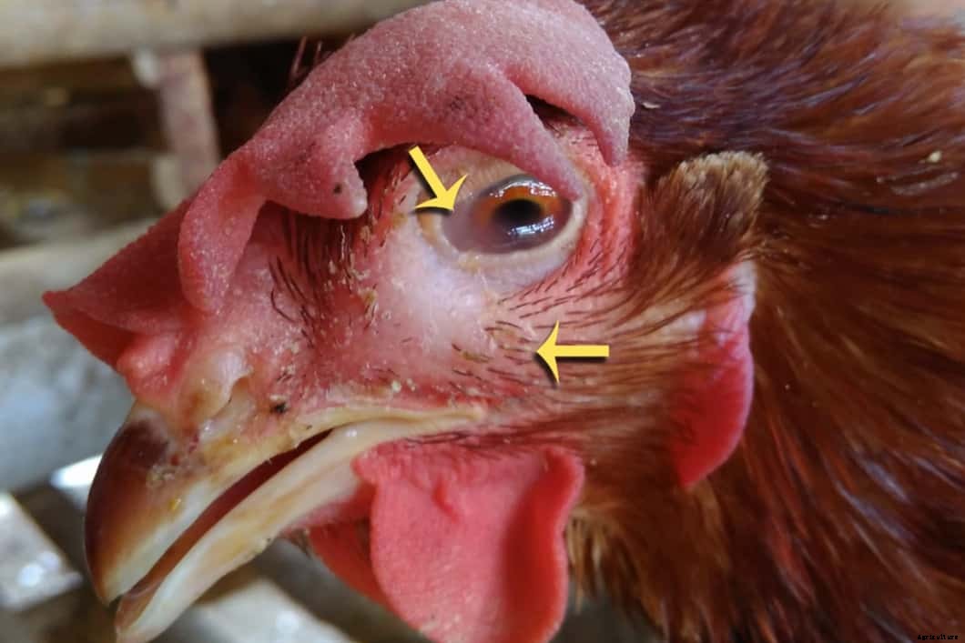 Infectious Coryza In Chickens: Cause, Treatment and Prevention