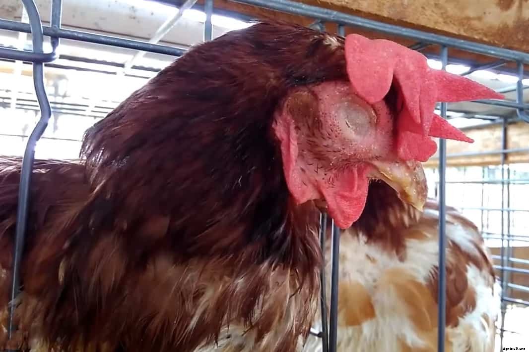 Infectious Coryza In Chickens: Cause, Treatment and Prevention