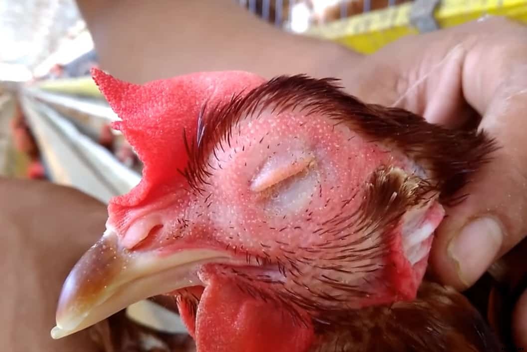 Infectious Coryza In Chickens: Cause, Treatment and Prevention