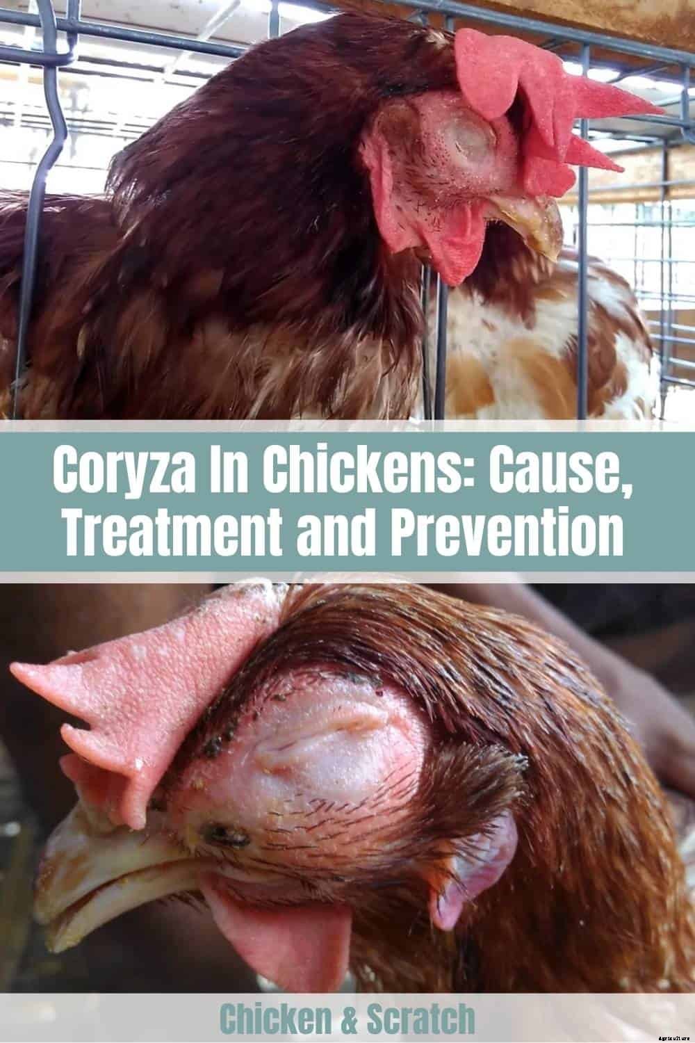 Infectious Coryza In Chickens: Cause, Treatment and Prevention