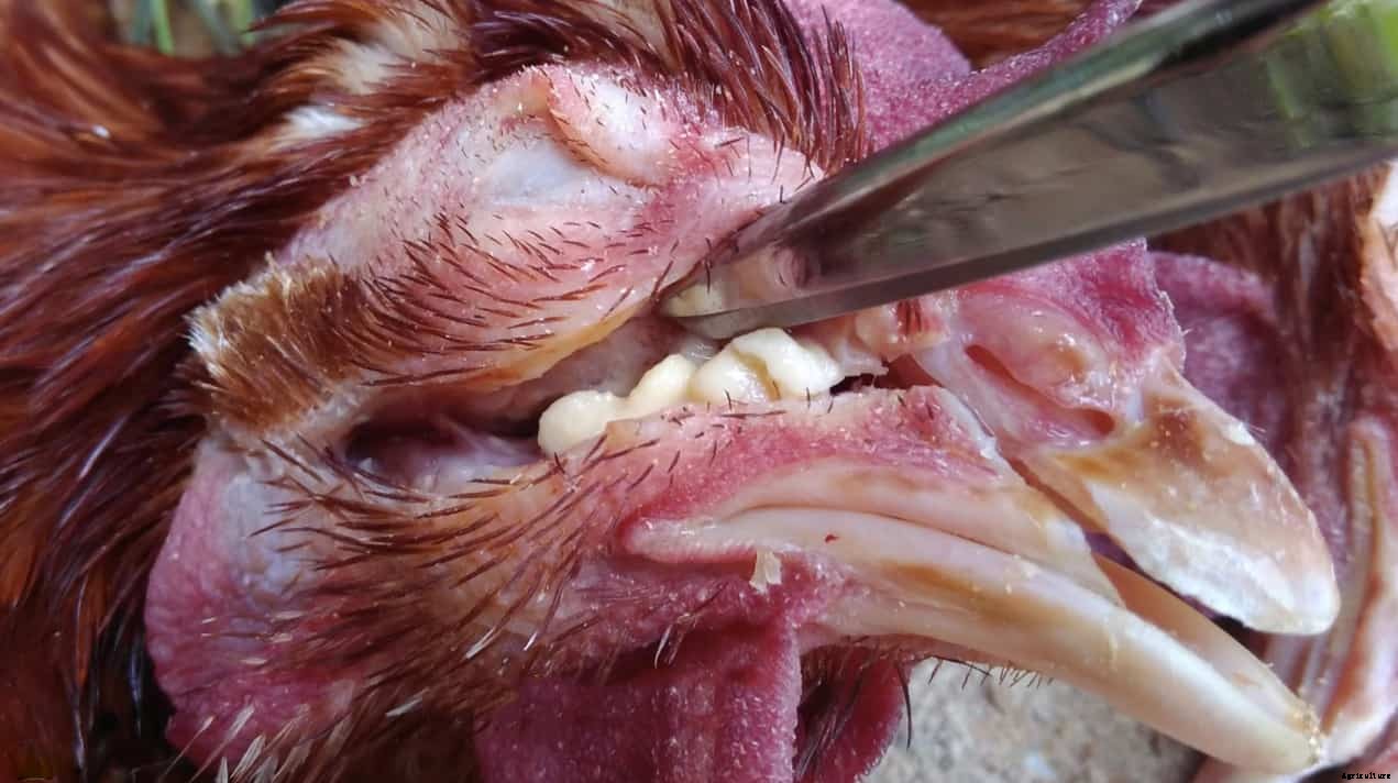 Infectious Coryza In Chickens: Cause, Treatment and Prevention
