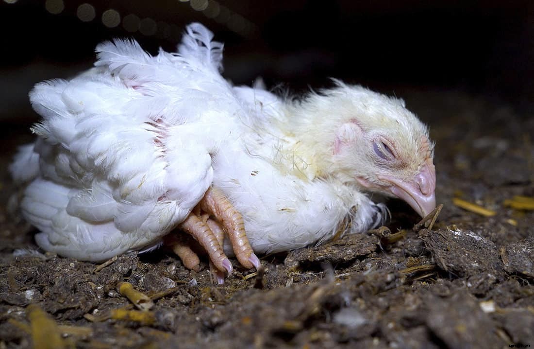 Chicken Sneezing: Identify, Causes, Treatment & Prevention