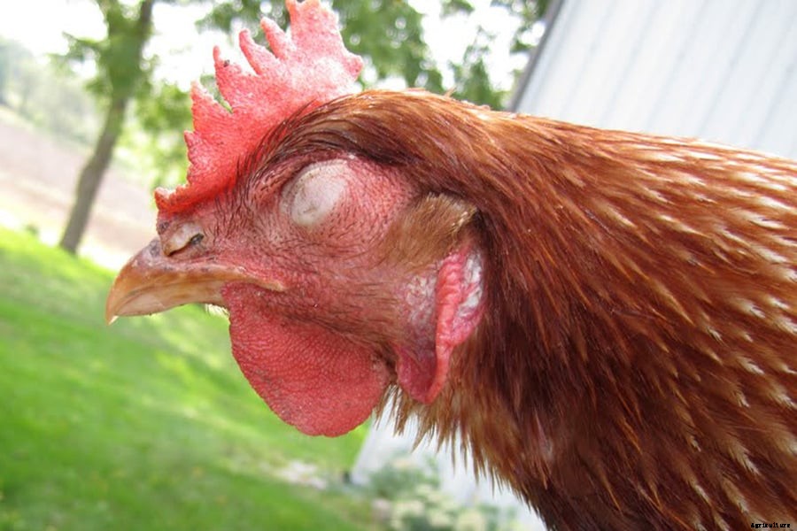 Chicken Sneezing: Identify, Causes, Treatment & Prevention