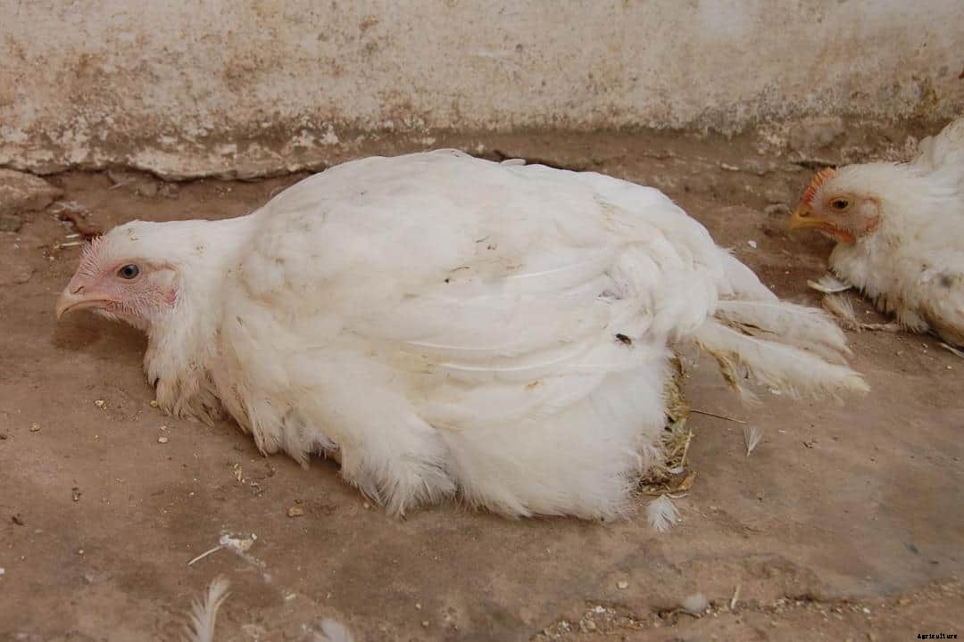 Chicken Sneezing: Identify, Causes, Treatment & Prevention