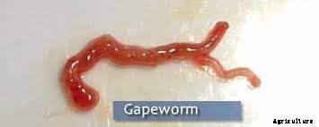 Chicken Sneezing: Identify, Causes, Treatment & Prevention