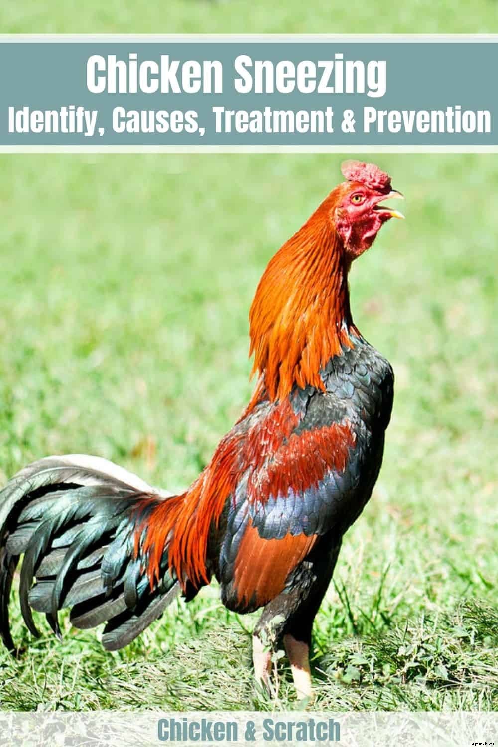 Chicken Sneezing: Identify, Causes, Treatment & Prevention