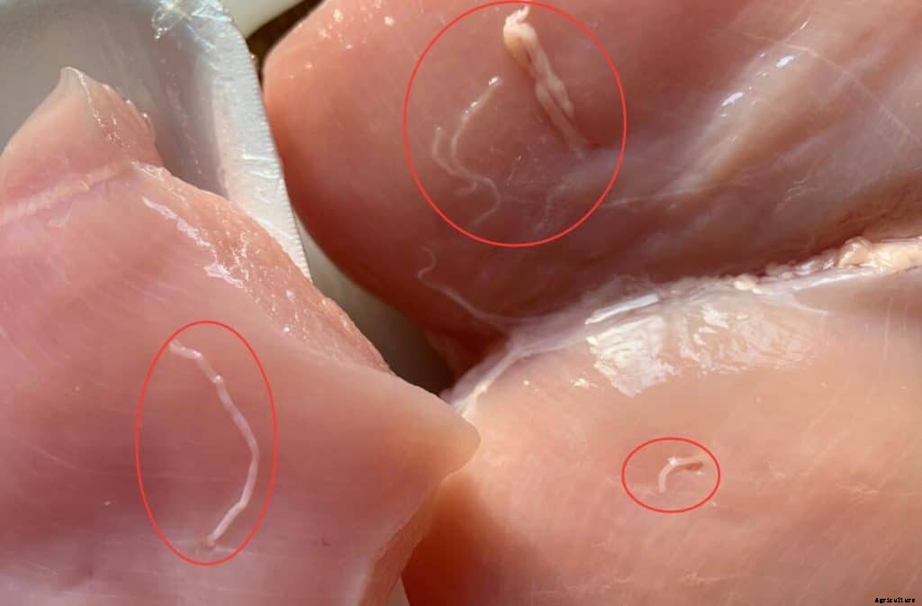 Chicken Worms 101 – Beginner’s Guide