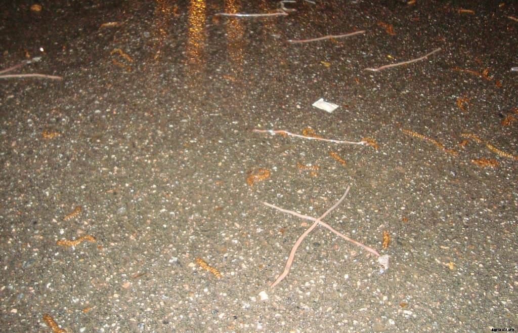 Chicken Worms 101 – Beginner’s Guide